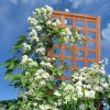72-inch Outdoor Wooden Garden Trellis
