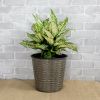 10.2" Self-watering Wicker Decor Planter